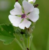 proskurník lékařský <i>(Althaea officinalis)</i> / Květ/Květenství