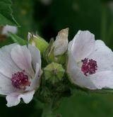 proskurník lékařský <i>(Althaea officinalis)</i> / Květ/Květenství