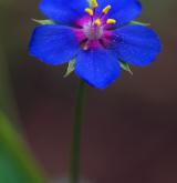 drchnička modrá <i>(Anagallis foemina)</i> / Květ/Květenství