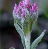kociánek dvoudomý <i>(Antennaria dioica)</i> / Květ/Květenství