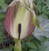 árón plamatý <i>(Arum maculatum)</i> / Květ/Květenství