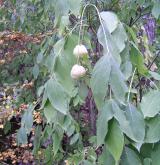 klokoč zpeřený <i>(Staphylea pinnata)</i> / Plod