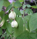 klokoč zpeřený <i>(Staphylea pinnata)</i> / Plod
