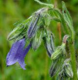 zvonek vousatý <i>(Campanula barbata)</i> / Květ/Květenství