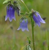 zvonek vousatý <i>(Campanula barbata)</i> / Habitus