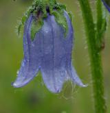 zvonek vousatý <i>(Campanula barbata)</i> / Květ/Květenství