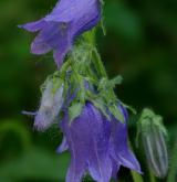 zvonek vousatý <i>(Campanula barbata)</i> / Květ/Květenství