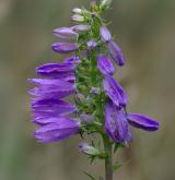 zvonek boloňský <i>(Campanula bononiensis)</i> / Květ/Květenství