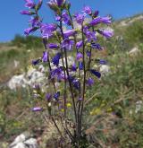 zvonek boloňský <i>(Campanula bononiensis)</i> / Habitus