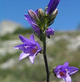 zvonek boloňský <i>(Campanula bononiensis)</i> / Květ/Květenství
