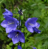 zvonek broskvolistý <i>(Campanula persicifolia)</i> / Květ/Květenství