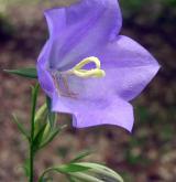 zvonek broskvolistý <i>(Campanula persicifolia)</i> / Květ/Květenství