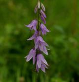 zvonek řepkovitý <i>(Campanula rapunculoides)</i> / Květ/Květenství