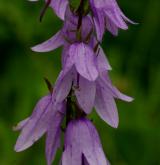 zvonek řepkovitý <i>(Campanula rapunculoides)</i> / Květ/Květenství