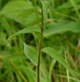 zvonek řepkovitý <i>(Campanula rapunculoides)</i> / List