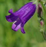 zvonek sibiřský <i>(Campanula sibirica)</i> / Květ/Květenství