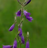 zvonek sibiřský <i>(Campanula sibirica)</i> / Květ/Květenství