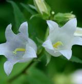 zvonek kopřivolistý <i>(Campanula trachelium)</i> / Květ/Květenství