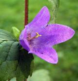 zvonek kopřivolistý <i>(Campanula trachelium)</i> / Květ/Květenství