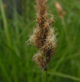 ostřice dvouřadá <i>(Carex disticha)</i> / Květ/Květenství