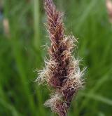 ostřice dvouřadá <i>(Carex disticha)</i> / Květ/Květenství