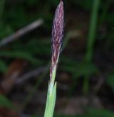 ostřice chlupatá <i>(Carex pilosa)</i> / Květ/Květenství