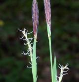 ostřice chlupatá <i>(Carex pilosa)</i> / Květ/Květenství