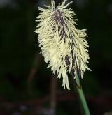 ostřice chlupatá <i>(Carex pilosa)</i> / Květ/Květenství