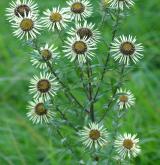 pupava obecná <i>(Carlina vulgaris)</i> / Habitus