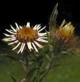pupava obecná <i>(Carlina vulgaris)</i> / Květ/Květenství