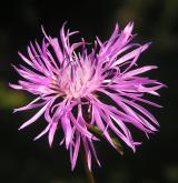 chrpa luční  <i>(Centaurea jacea)</i> / Květ/Květenství