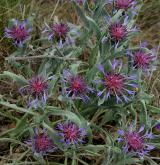 chrpa chlumní <i>(Centaurea triumfettii)</i> / Habitus