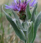 chrpa chlumní <i>(Centaurea triumfettii)</i> / Habitus