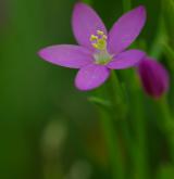 zeměžluč přímořská <i>(Centaurium littorale)</i> / Květ/Květenství