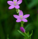 zeměžluč přímořská <i>(Centaurium littorale)</i> / Květ/Květenství