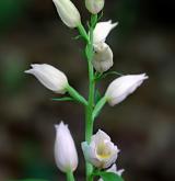 okrotice bílá <i>(Cephalanthera damasonium)</i> / Květ/Květenství