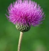 pcháč šedý <i>(Cirsium canum)</i> / Květ/Květenství