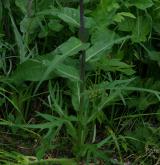 pcháč různolistý  <i>(Cirsium heterophyllum)</i> / List