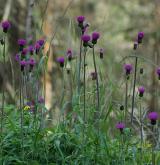 pcháč různolistý  <i>(Cirsium heterophyllum)</i>