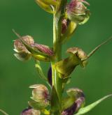 vemeníček zelený <i>(Coeloglossum viride)</i> / Květ/Květenství
