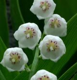 konvalinka vonná <i>(Convallaria majalis)</i> / Květ/Květenství