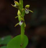 korálice trojklaná <i>(Corallorhiza trifida)</i> / Květ/Květenství