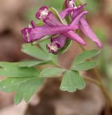 dymnivka bobovitá <i>(Corydalis intermedia)</i>