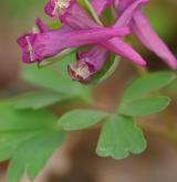 dymnivka bobovitá <i>(Corydalis intermedia)</i>