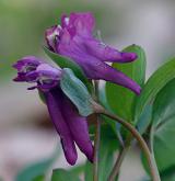 dymnivka bobovitá <i>(Corydalis intermedia)</i> / Květ/Květenství