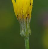 škarda panonská <i>(Crepis pannonica)</i> / Květ/Květenství