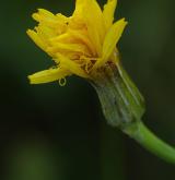 škarda panonská <i>(Crepis pannonica)</i> / Květ/Květenství