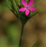 hvozdík svazčitý <i>(Dianthus armeria)</i>