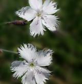 hvozdík Lumnitzerův <i>(Dianthus lumnitzeri)</i>