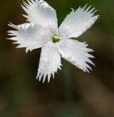 hvozdík Lumnitzerův <i>(Dianthus lumnitzeri)</i> / Květ/Květenství